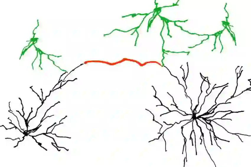 Neuronal dendrites &mdash; visualization of interconnected nerve cells